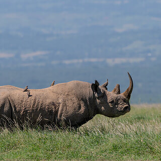 Solio - Black rhino
